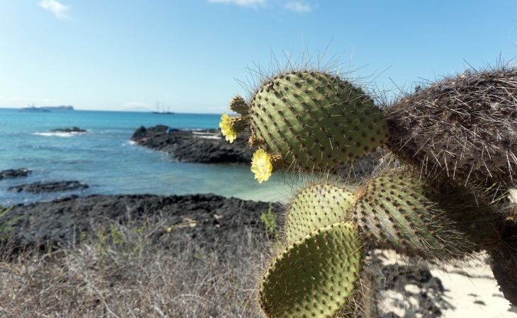 Galápagos